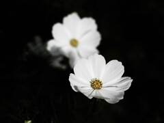 PENTACON50㎜ F1.8 MC