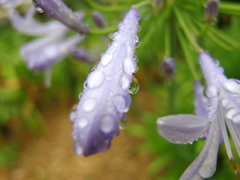 日比谷花壇大船フラワーセンター