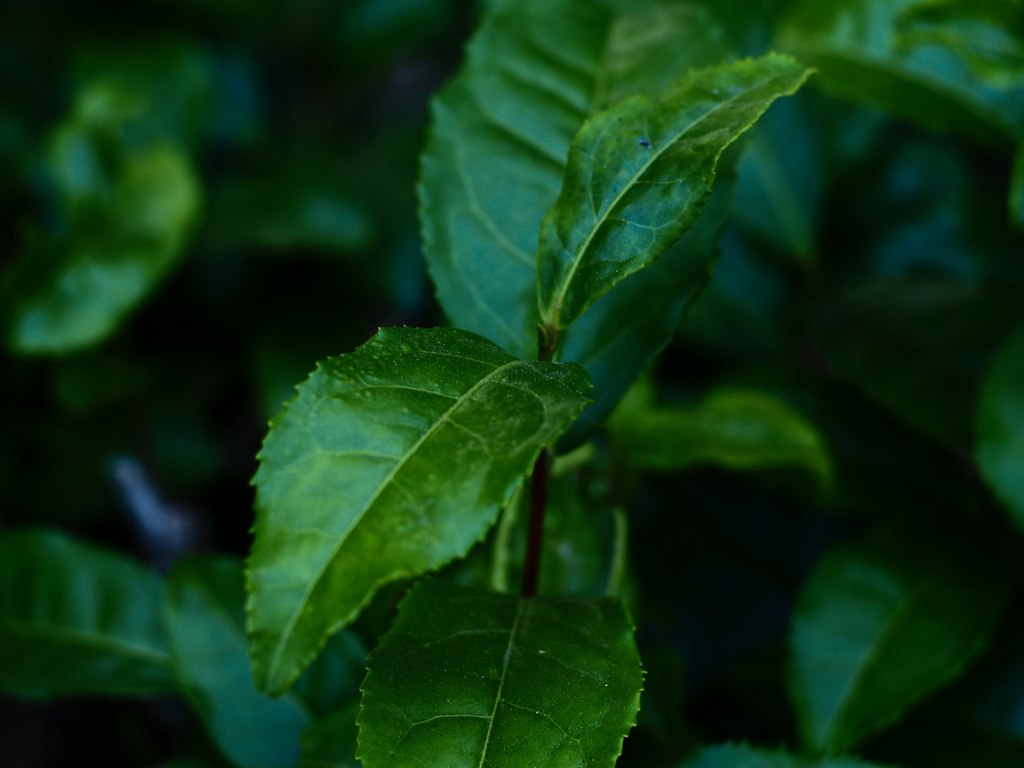 PENTACON50㎜ F1.8 MC