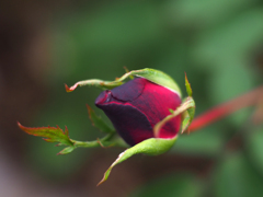 PENTACON 50㎜ F1.8 MC