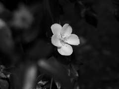 PENTACON50㎜ F1.8 MC