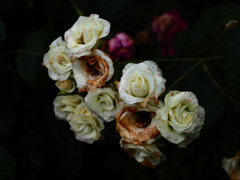 PENTACON50㎜ F1.8 MC