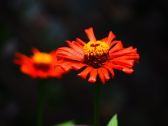 zinnia