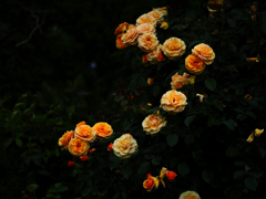 薔薇