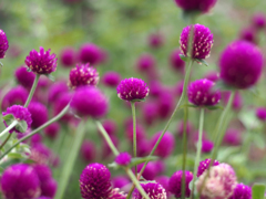 PENTACON 50㎜ F1.8 MC