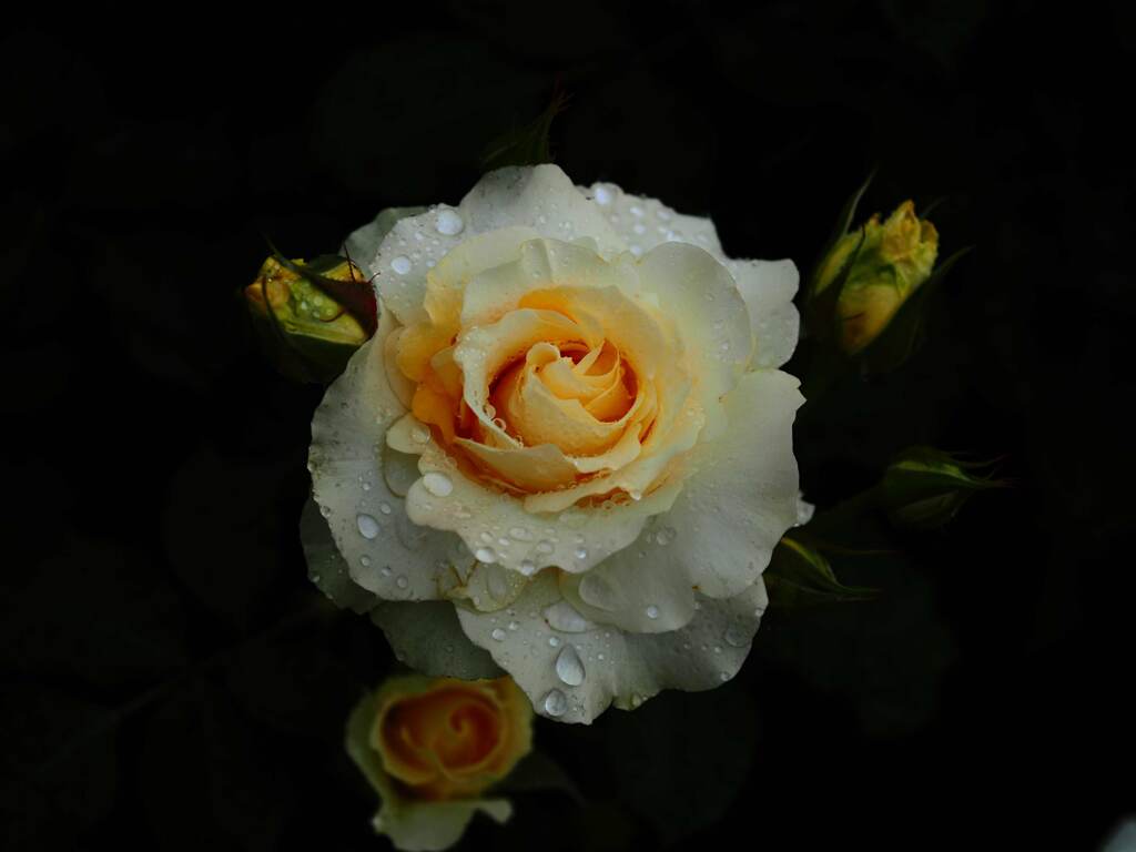 春薔薇