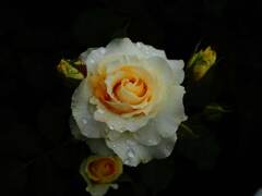 春薔薇