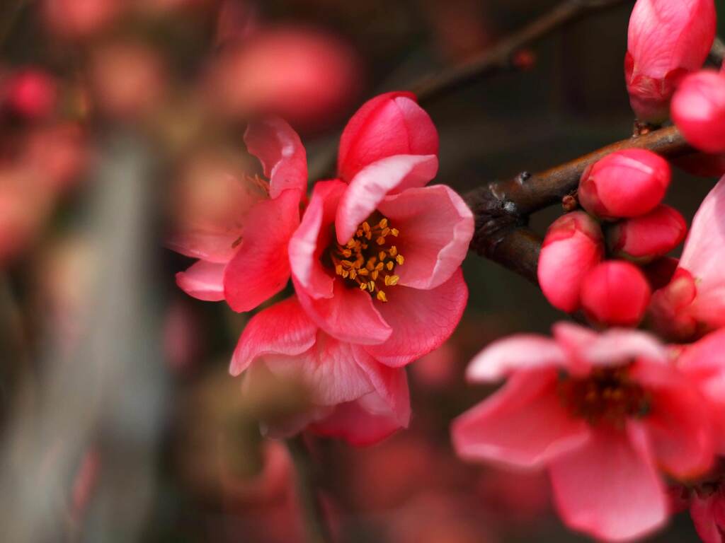 PENTACON50㎜ F1.8 MC