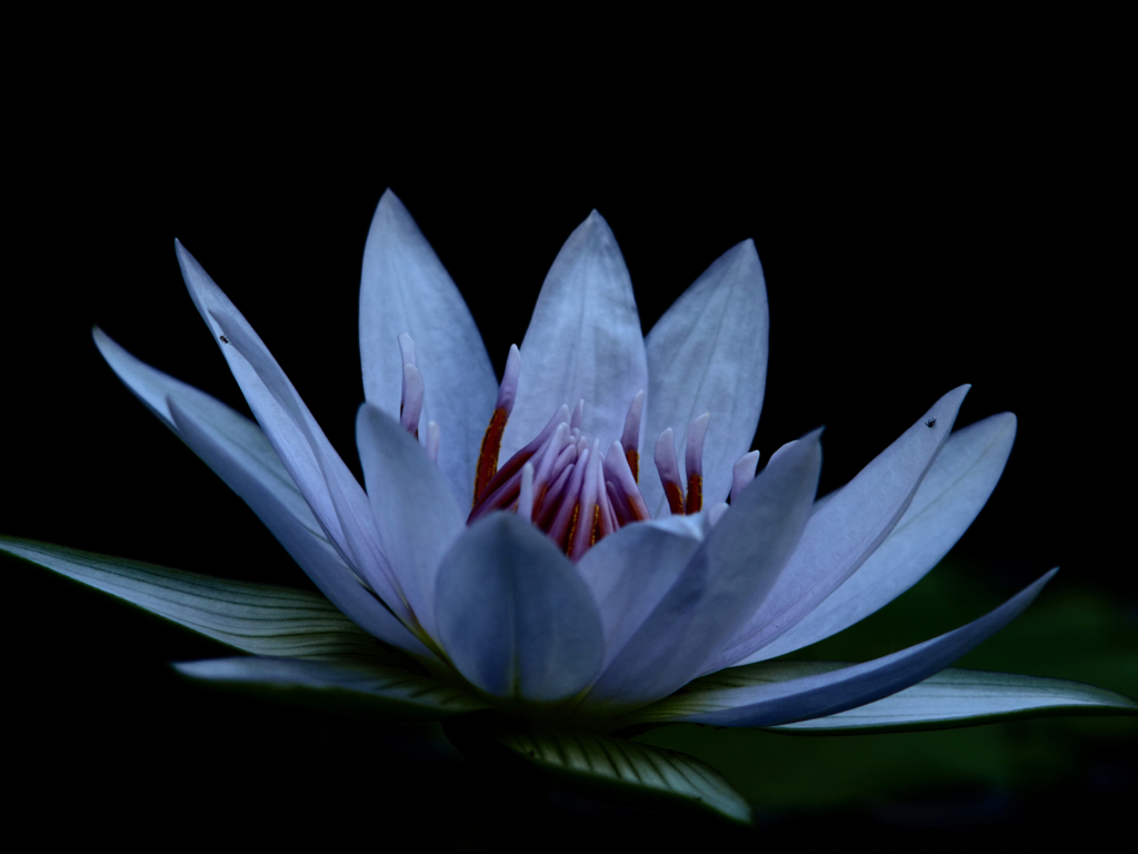 Sonnar135㎜ F4 エキザクタマウント