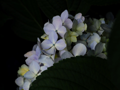 紫陽花