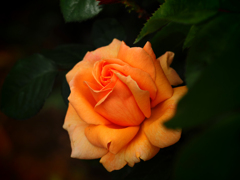 PENTACON50㎜ F1.8 MC