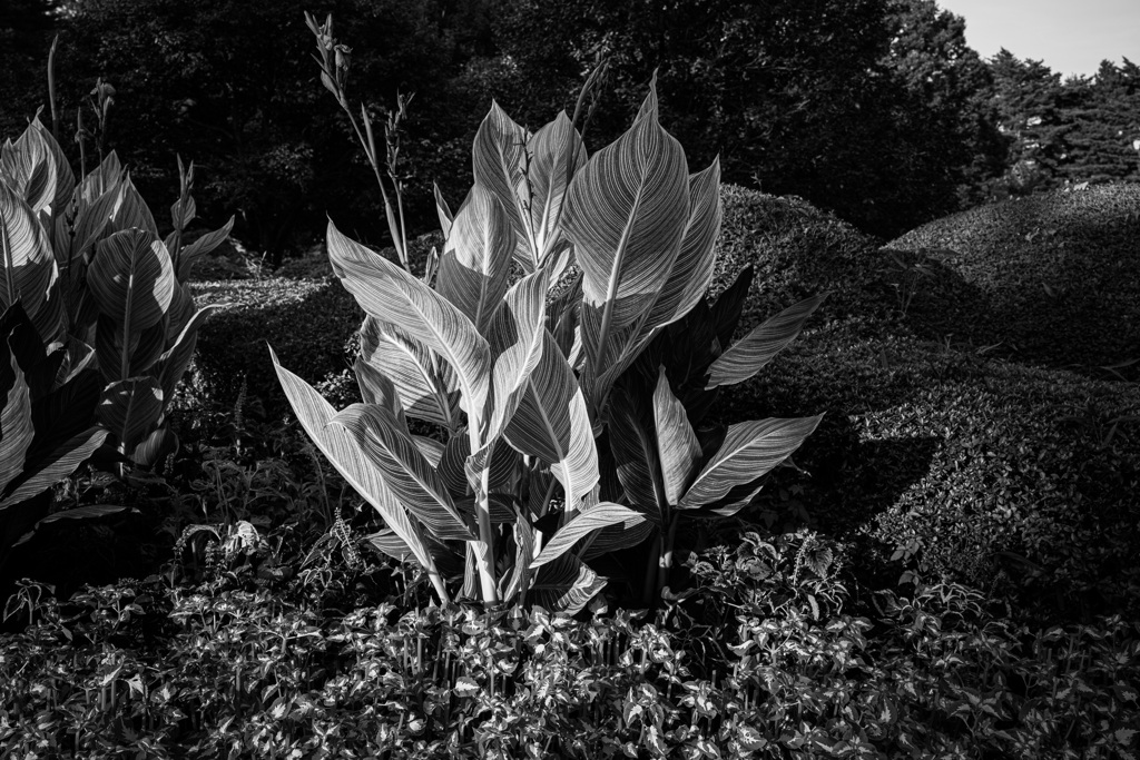 植物園の案内係