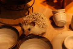 ハリネズミ1