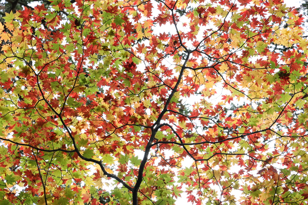 紅葉