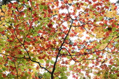 紅葉