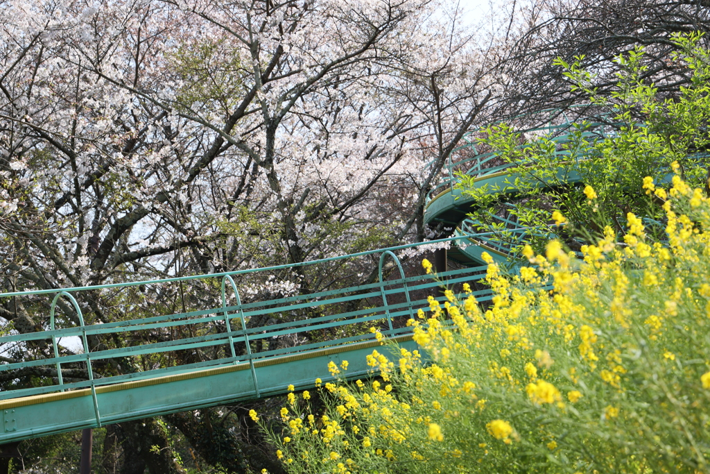 二宮吾妻山 ローラーコースター