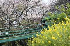二宮吾妻山 ローラーコースター