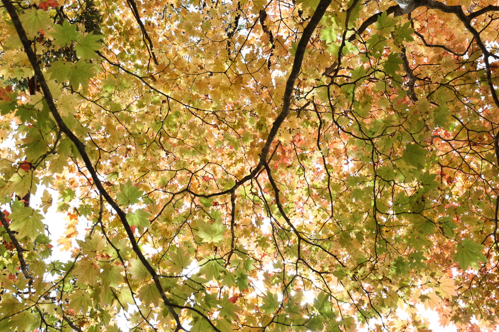 紅葉3