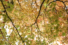 紅葉3