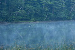 早朝の沼