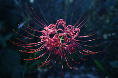 彼岸花