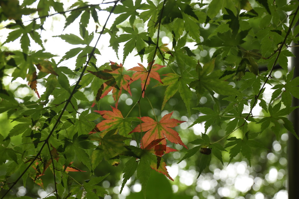 紅葉の始まり