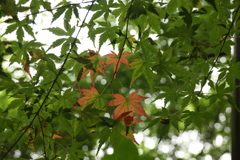 紅葉の始まり