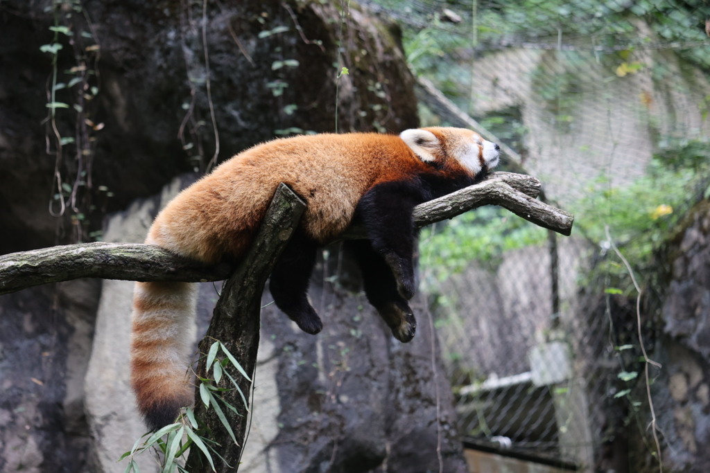 昼寝
