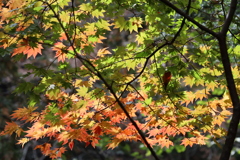紅葉2