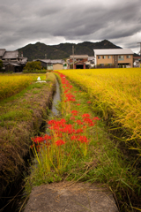 彼岸花
