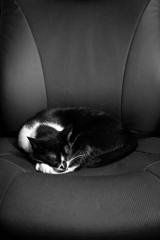 二万円の椅子で眠る猫