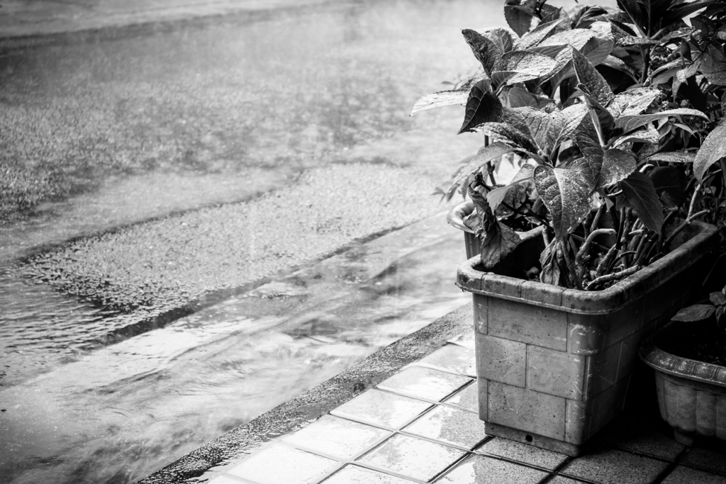 雨