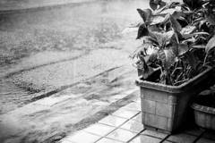 雨