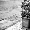 雨