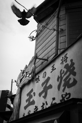 鳩