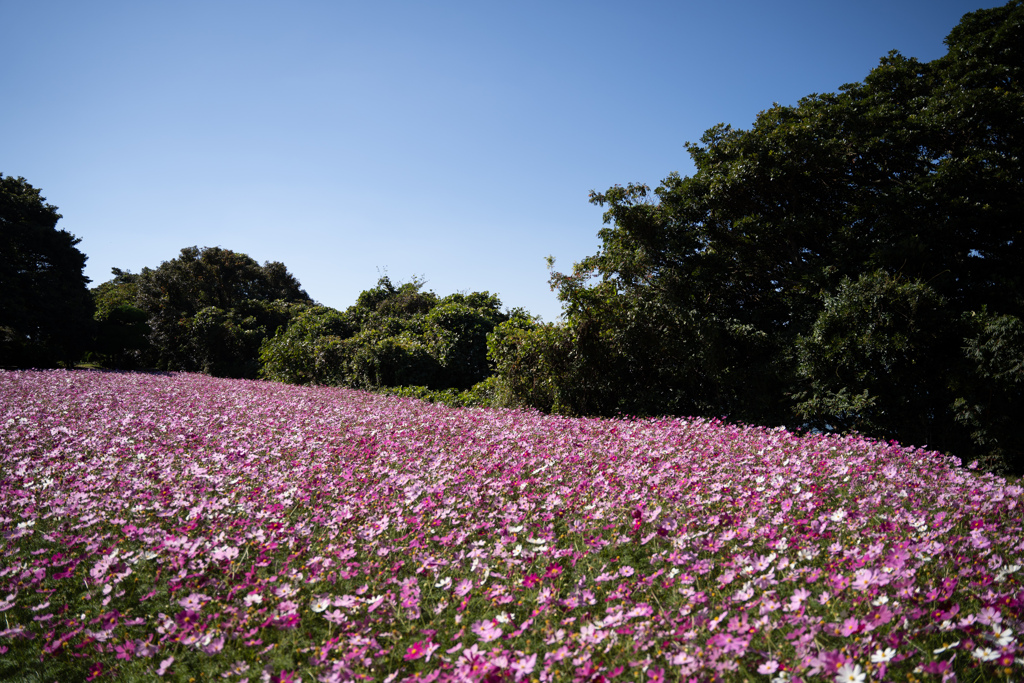 コスモス畑