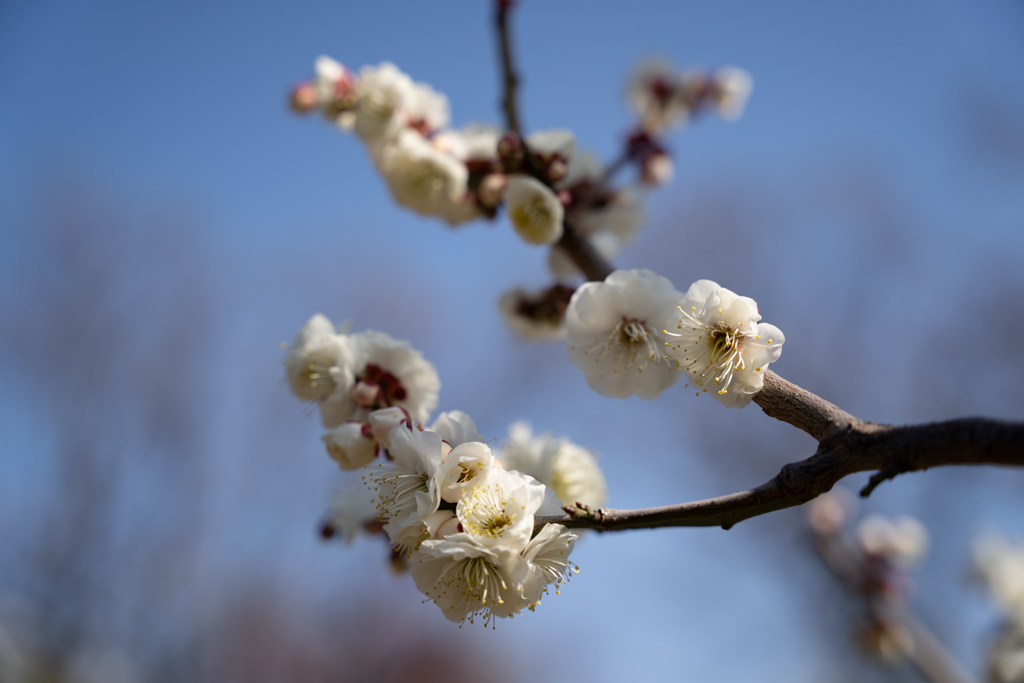 梅の花