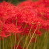 万博記念公園201004_1