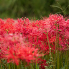 万博記念公園201004_2