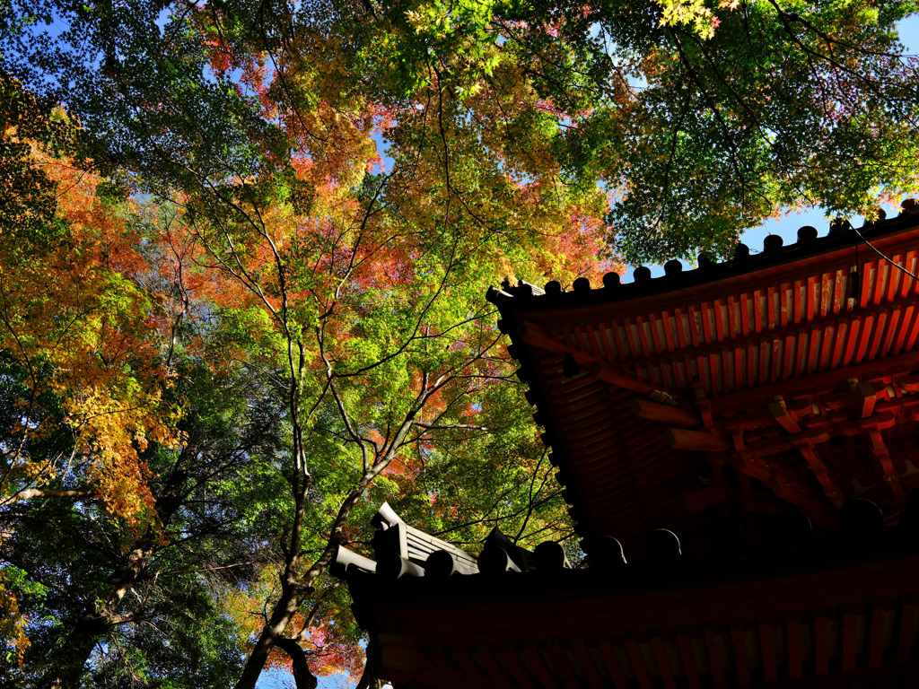 紅葉
