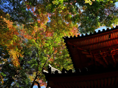 紅葉