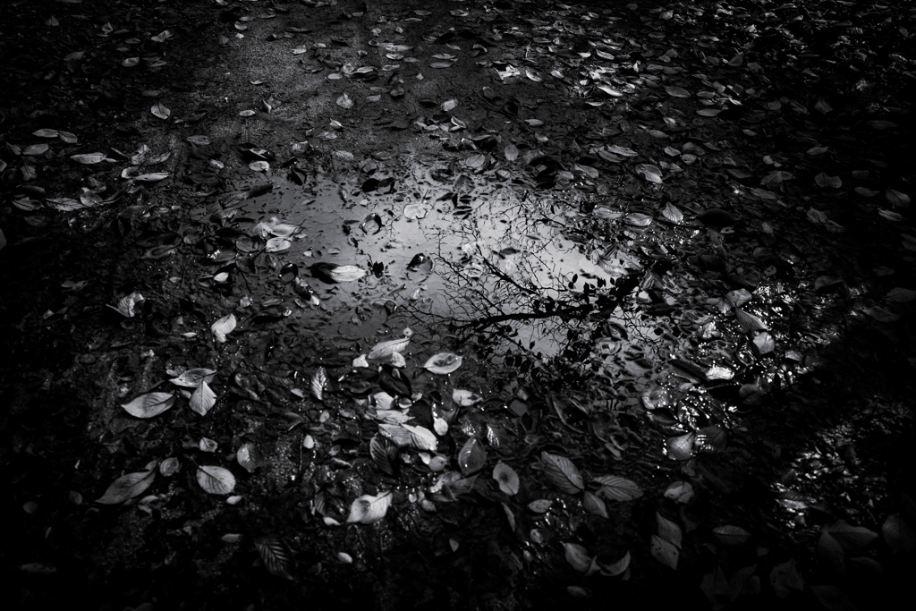 雨のあと