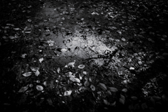 雨のあと