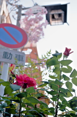 町に薔薇