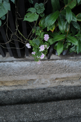 咲く