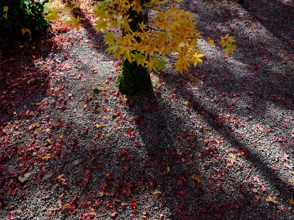 美