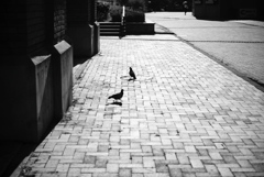 鳩