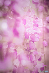 flower shower
