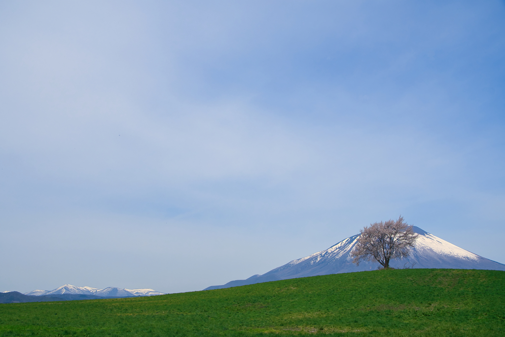 桜巡りシリーズ　三角山の一本桜②