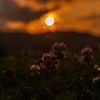 夕陽